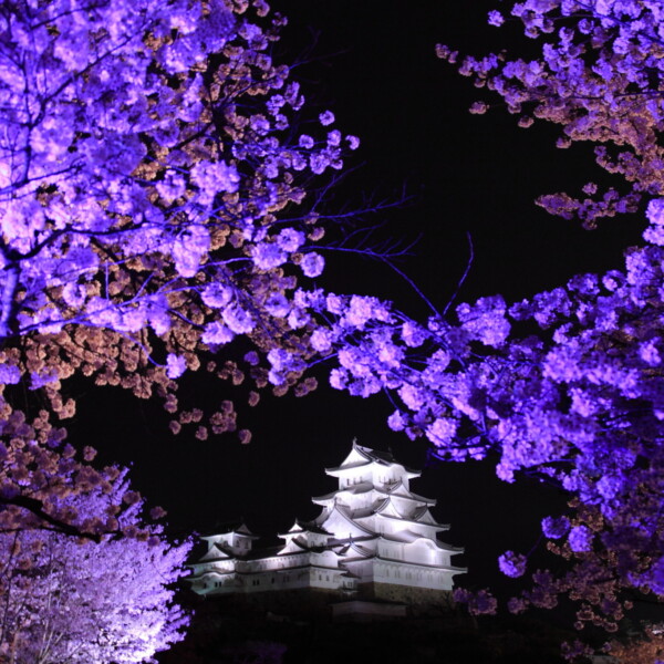 姫路城　夜桜